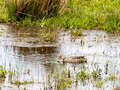 Stockente