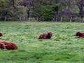 "Fluffy Coos" (Schottische Hochlandrinder)