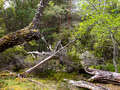 Loch an Eilein