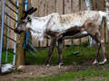 Rentier der Cairngorm Herd