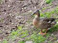 Stockente bei der Cairngorm Herd