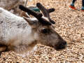 Rentier der Cairngorm Herd
