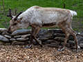 Rentier der Cairngorm Herd