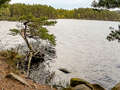 Two Lochs Trail beim Loch Garten