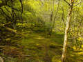 Zauberwald beim Loch Ruthven